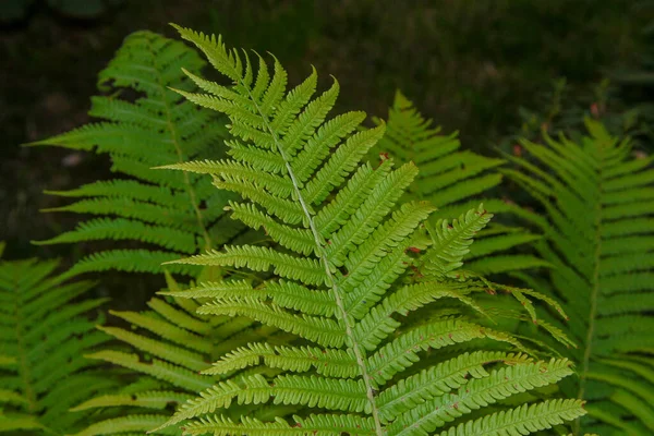 Belles Pousses Herbe Ornementale Verte Dans Jardin Fleurs Juillet — Photo