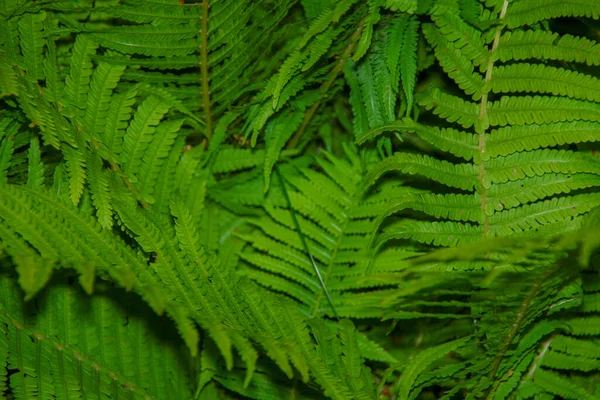 Hermosos Brotes Hierba Ornamental Verde Jardín Flores Julio — Foto de Stock