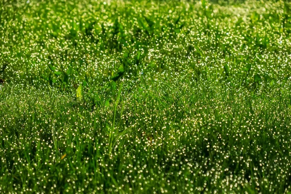 Morning Dew Sun Grass Morning — Stock Photo, Image