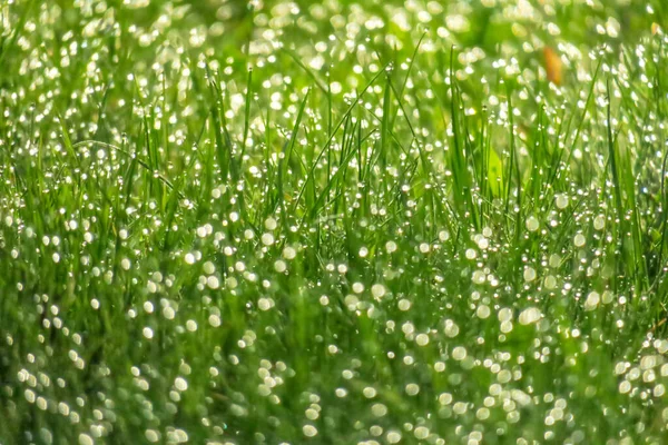 Morning Dew Sun Grass Morning — Stock Photo, Image