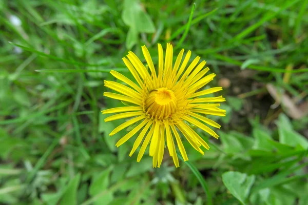 Piękny Letni Kwiat Kwitną Naturze — Zdjęcie stockowe