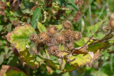 Yellow color of thistles in August