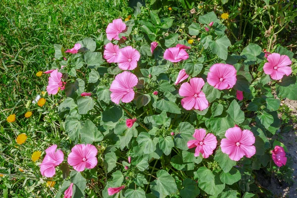 Маленький Розовый Цветок Лепестками Парке — стоковое фото