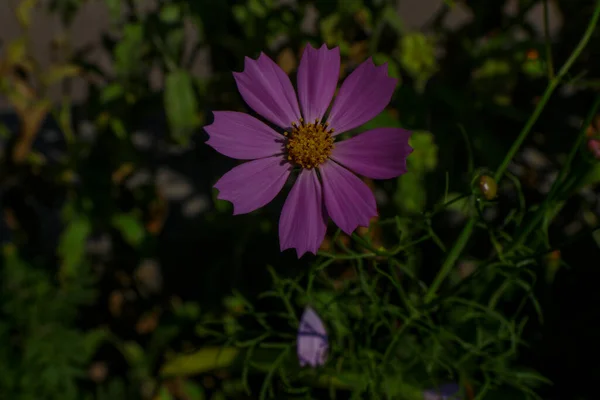 Flor Rosa Con Pétalos Parque Agosto —  Fotos de Stock