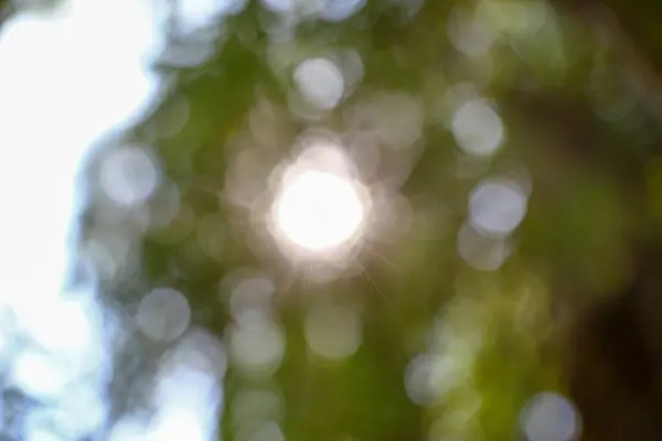 Defocus Sunlight Tree Leaves —  Fotos de Stock