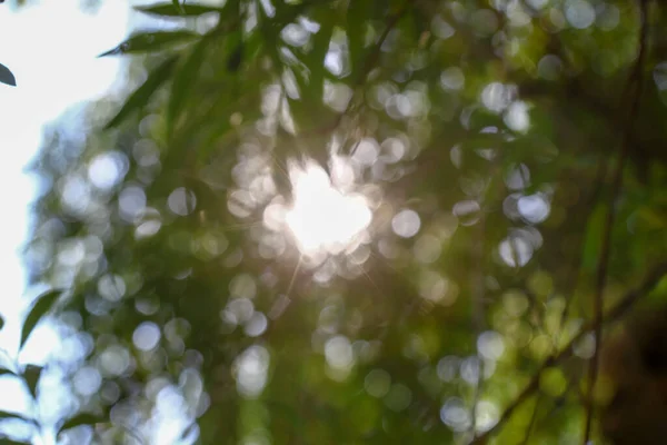 Ослабление Солнечного Света Листьев Деревьев — стоковое фото