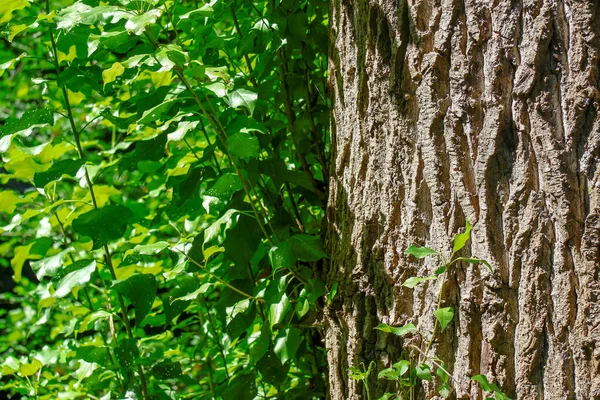 8月に公園内の古い木の冠と樹皮 — ストック写真