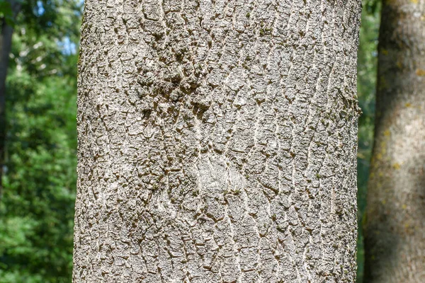 八月公园里一棵老树的树冠和树皮 — 图库照片