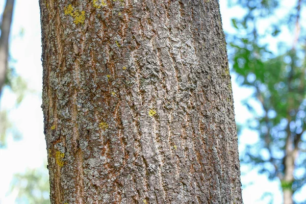 Crown Bark Old Tree Park August — Stockfoto