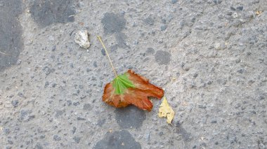Yellow old chestnut leaves in August in the park