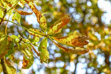 Yellow old chestnut leaves in August in the park