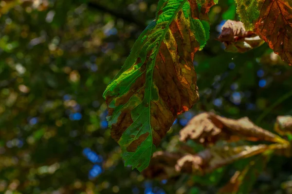 Yellow Old Chestnut Leaves August Park — Foto Stock