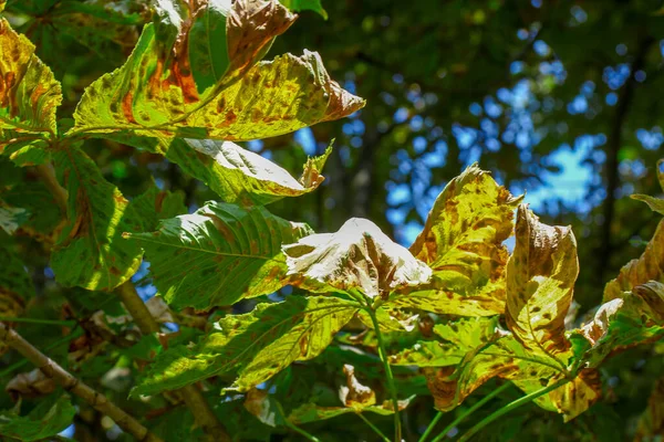 Gelbe Alte Kastanienblätter August Park — Stockfoto