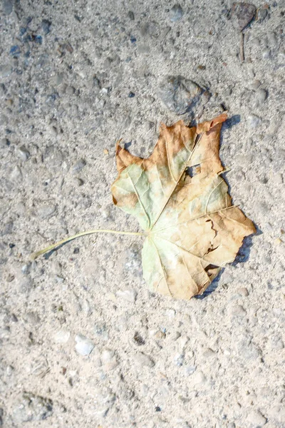 Gelbe Alte Kastanienblätter August Park — Stockfoto