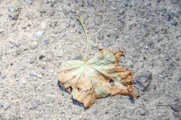 Yellow Old Chestnut Leaves August Park — Stockfoto