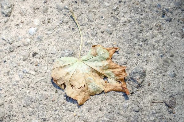 Yellow Old Chestnut Leaves August Park — Photo