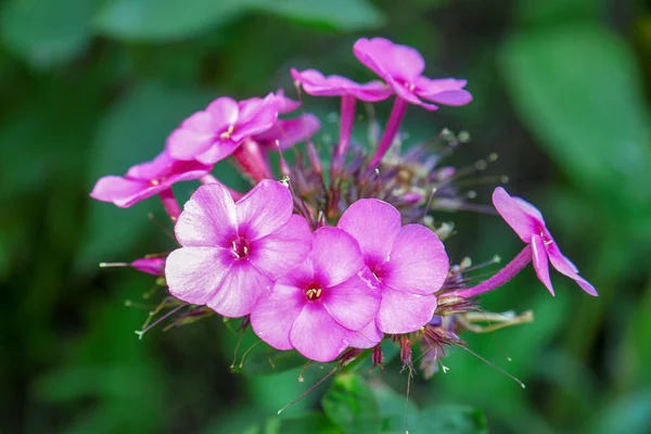 Små Rosa Blommor Med Kronblad Trädgården Augusti — Stockfoto