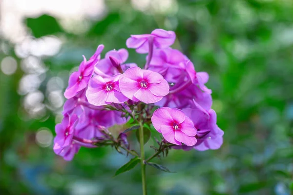 Piccoli Fiori Rosa Con Petali Giardino Agosto — Foto Stock