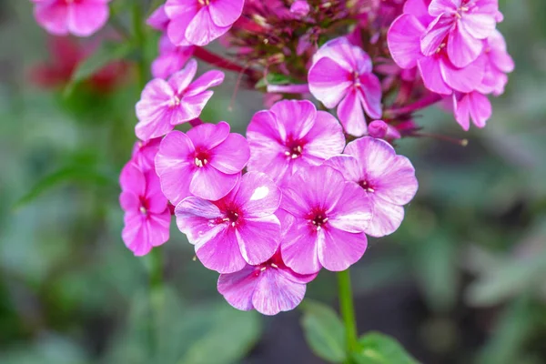 Pequenas Flores Rosa Com Pétalas Jardim Agosto — Fotografia de Stock