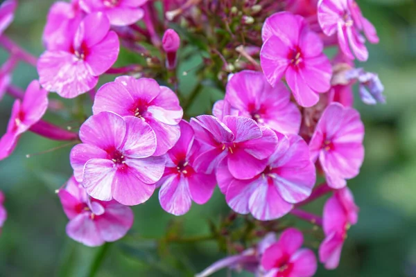 花园里开满花瓣的粉色小花 — 图库照片
