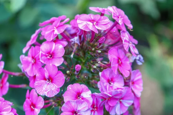 8月に庭に花弁のある小さなピンクの花 — ストック写真