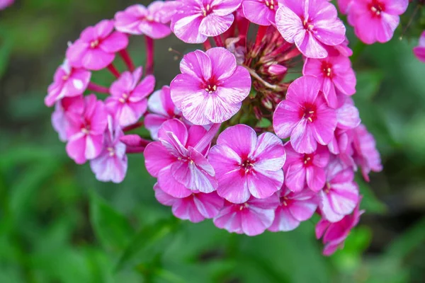 Pequeñas Flores Rosadas Con Pétalos Jardín Agosto — Foto de Stock