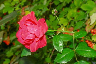 Beautiful red rose flower in the garden in August