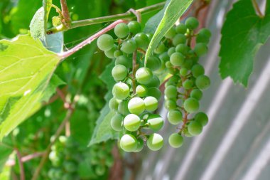 Green bunches and grapes in August