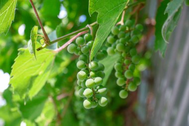 Green bunches and grapes in August