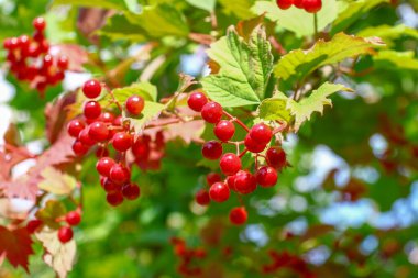 Red bunches with viburnum berries on the bush