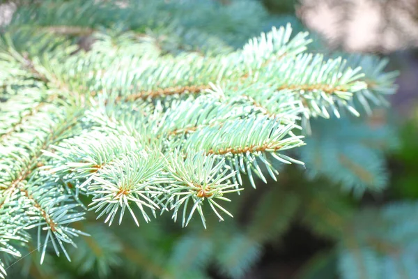 Agujas Verdes Árboles Navidad Ramas Árboles Agosto —  Fotos de Stock