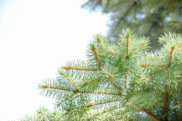 8月の緑のクリスマスツリーの針と木の枝 — ストック写真