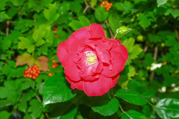 Beautiful Red Rose Flower Garden August —  Fotos de Stock