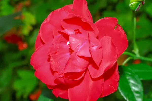 Schöne Rote Rosenblüte Garten August — Stockfoto