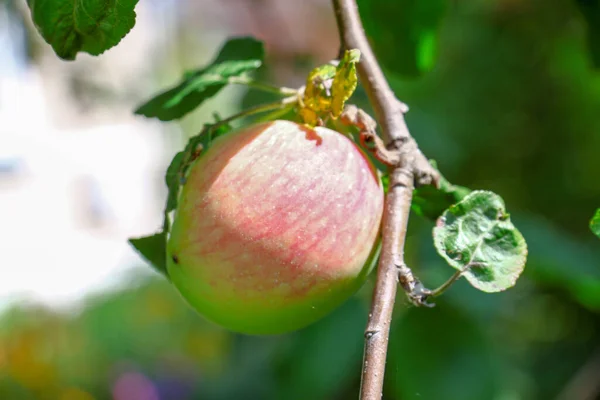 Ein Kleiner Apfel August Der Sonne — Stockfoto