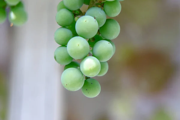Green Bunches Grapes August — Fotografia de Stock