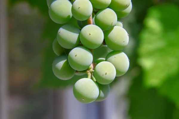 Green Bunches Grapes August — Fotografia de Stock