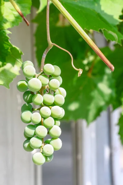 Green Bunches Grapes August — Fotografia de Stock