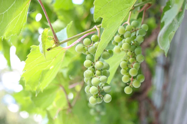 Green Bunches Grapes August — Fotografia de Stock