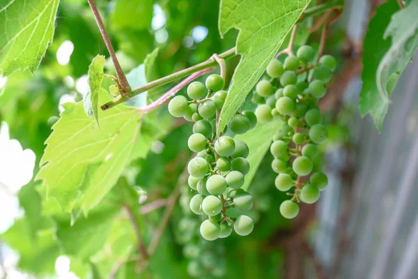 Green Bunches Grapes August — Zdjęcie stockowe