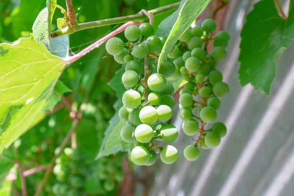 Green Bunches Grapes August — Zdjęcie stockowe