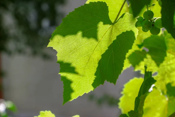 Green Leaves Sunbeams August — Stock Photo, Image