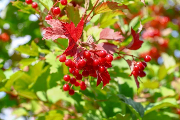 Red Bunches Viburnum Berries Bush — Fotografia de Stock