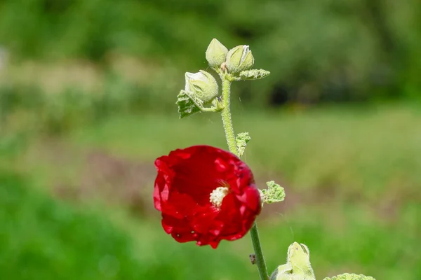 Red Wildflowers Green Background — Zdjęcie stockowe