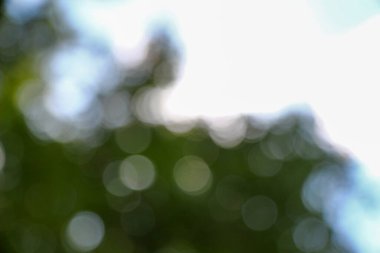 Orman arka planında güneş ışınları var