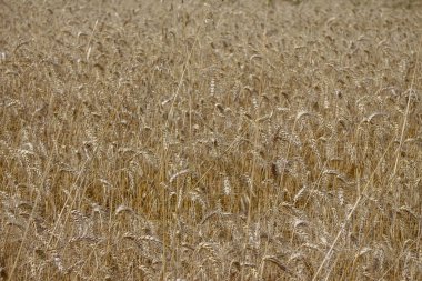 Ağustosta tahılların toplanacağı bir buğday tarlası.