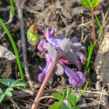 Baharda küçük mavi orman çiçekleri