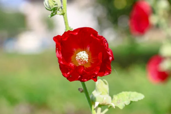 緑の背景に赤い野の花 — ストック写真