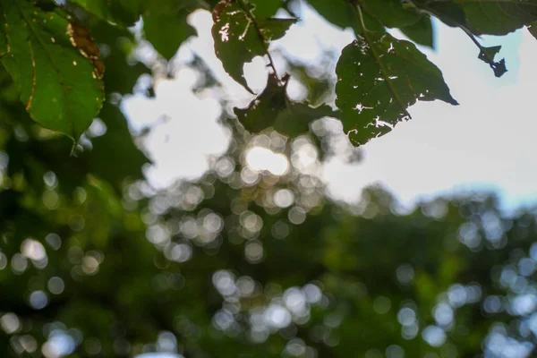 Ηλιαχτίδες Στο Defocus Φόντο Δάσους — Φωτογραφία Αρχείου