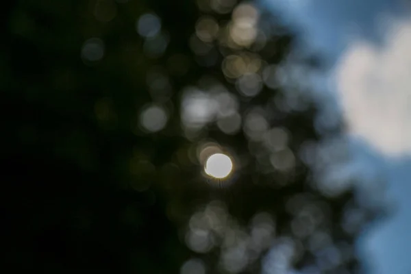 Rayos Sol Desenfoque Sobre Fondo Forestal —  Fotos de Stock